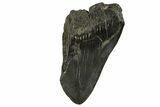 Partial Fossil Megalodon Tooth - South Carolina #331540-1